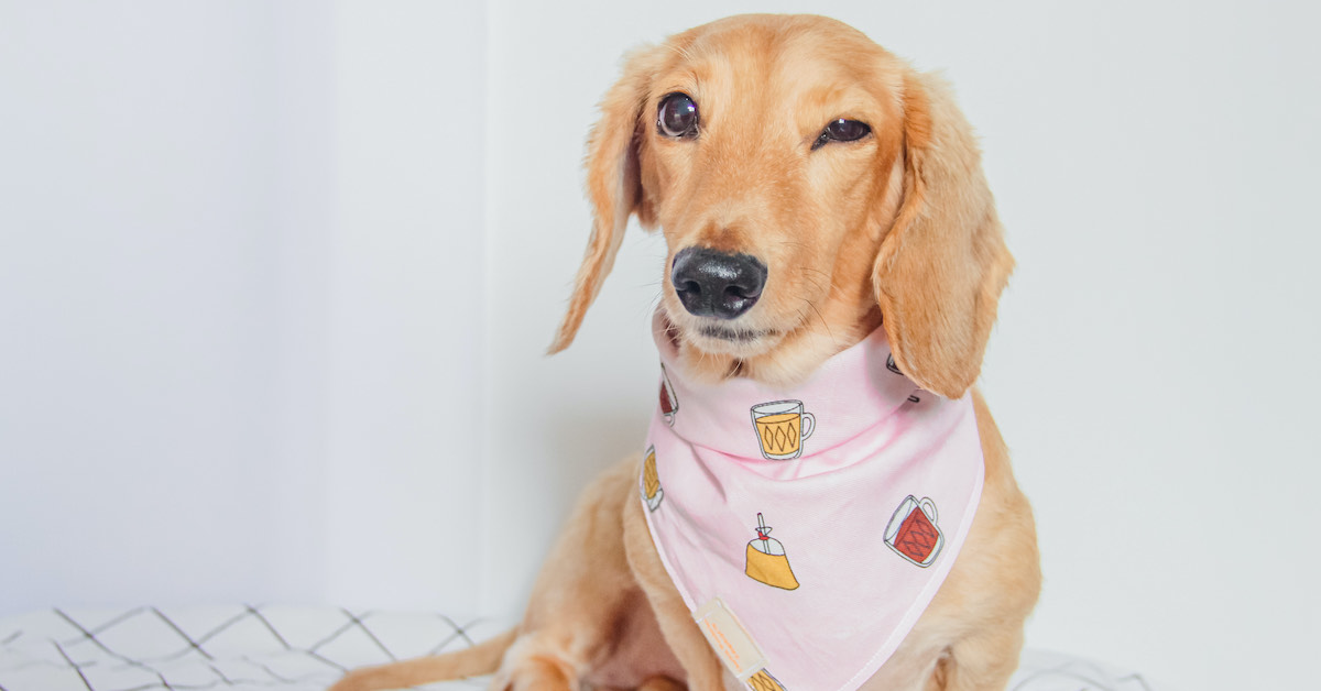 Online Pet Shops in Singapore for Pet Food, Toys, Grooming Products and